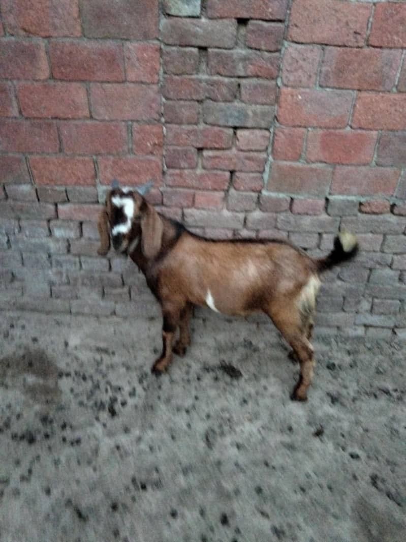 bakra 3