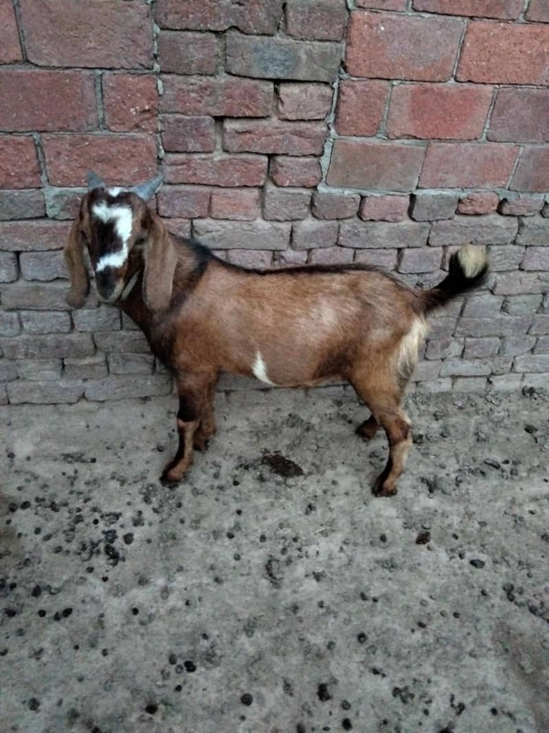 bakra 4