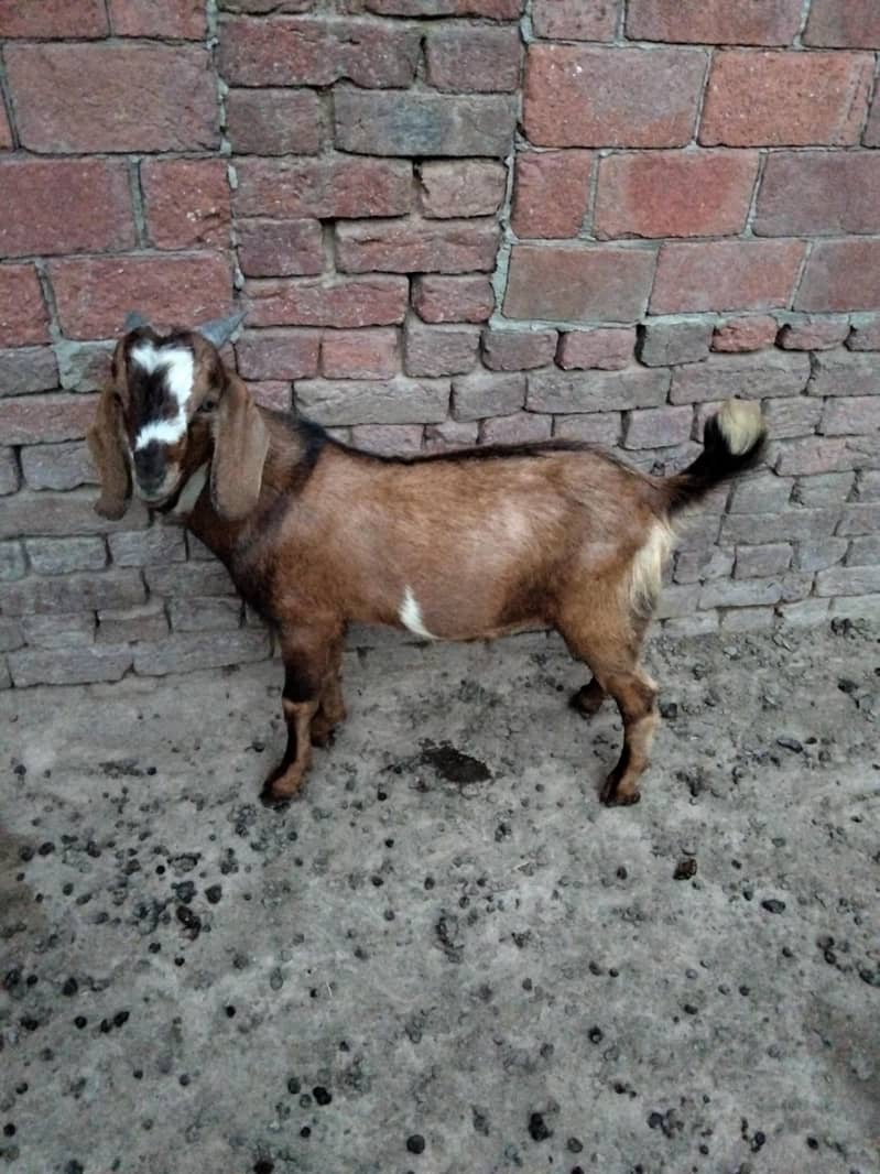 bakra 5