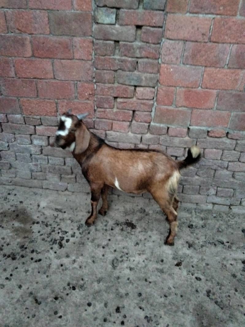 bakra 6
