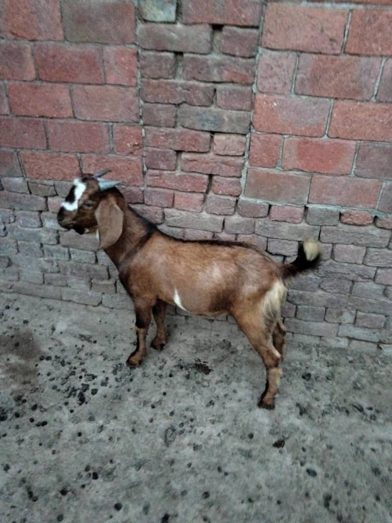 bakra 7