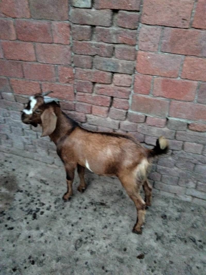 bakra 8