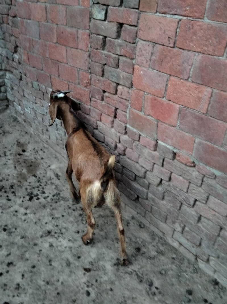bakra 9