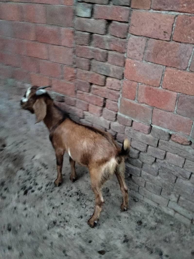 bakra 10