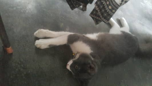 muffin in gray and lara in cream colour
