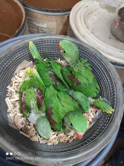raw parrot chicks