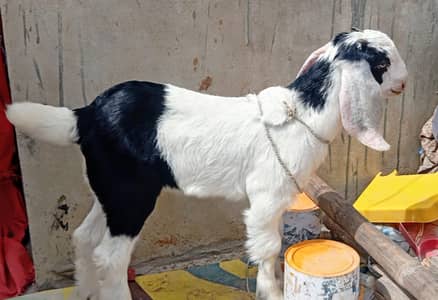 Bakra