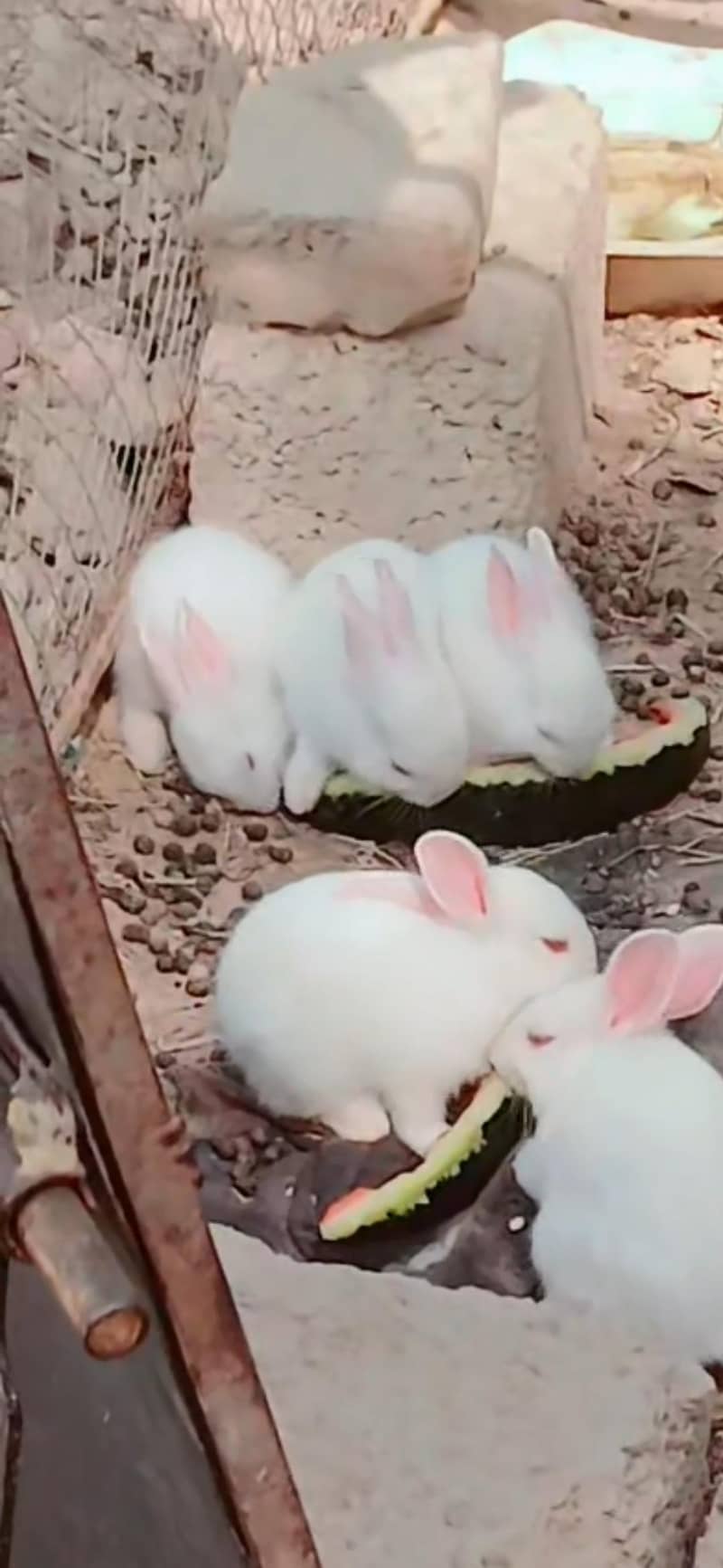 rabit 0