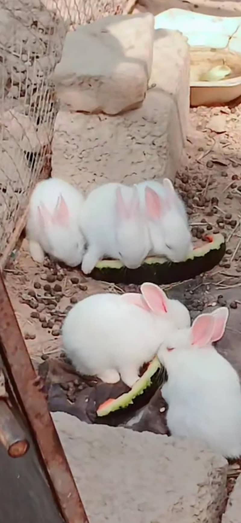 rabit 1