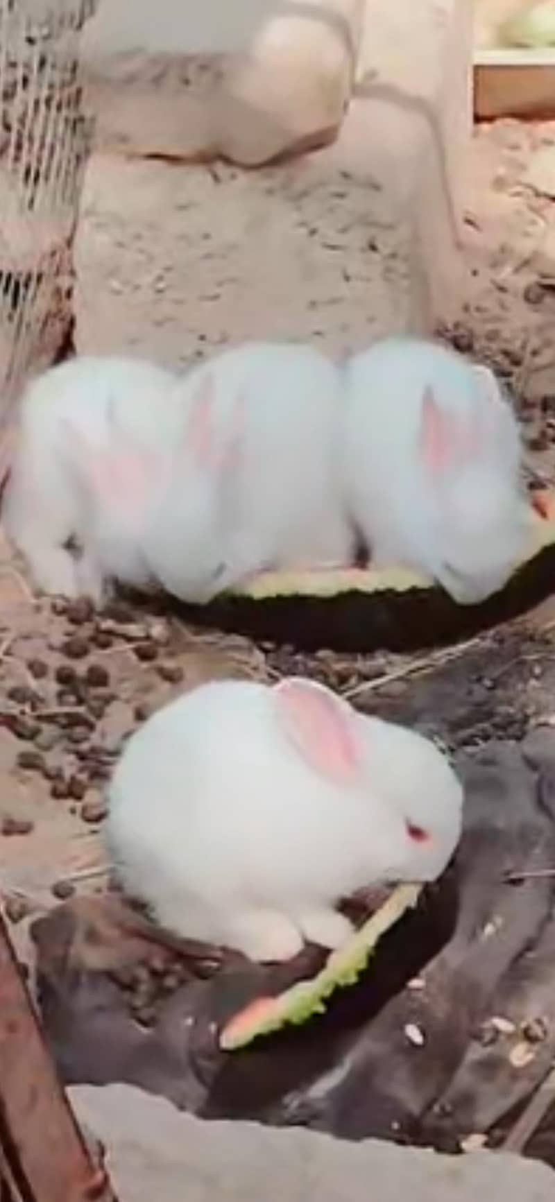 rabit 2
