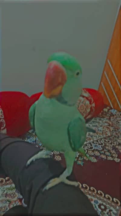 Male parrot for sale