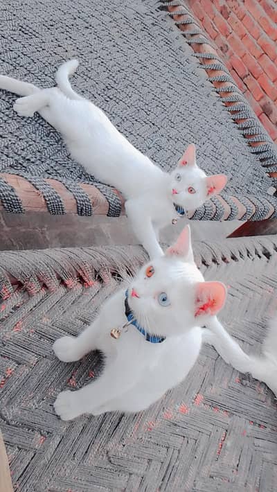 bunty and bubly