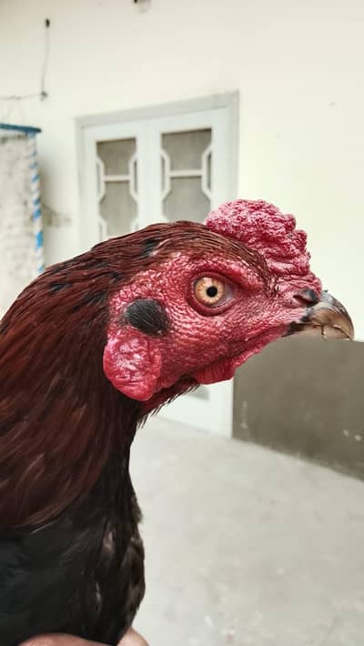 asil murg