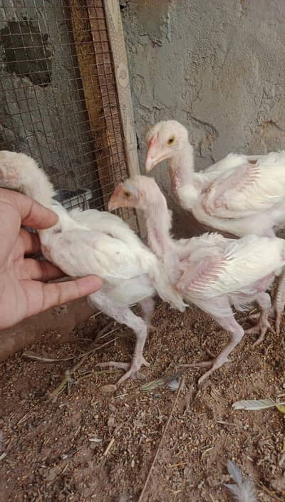 white Heera aseel chicks