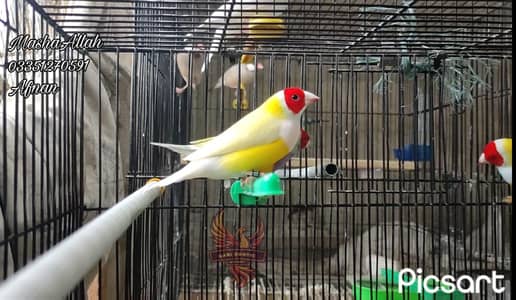 Java (Fawn,Albino,Opal,Pastel Fawn) and Gouldian
