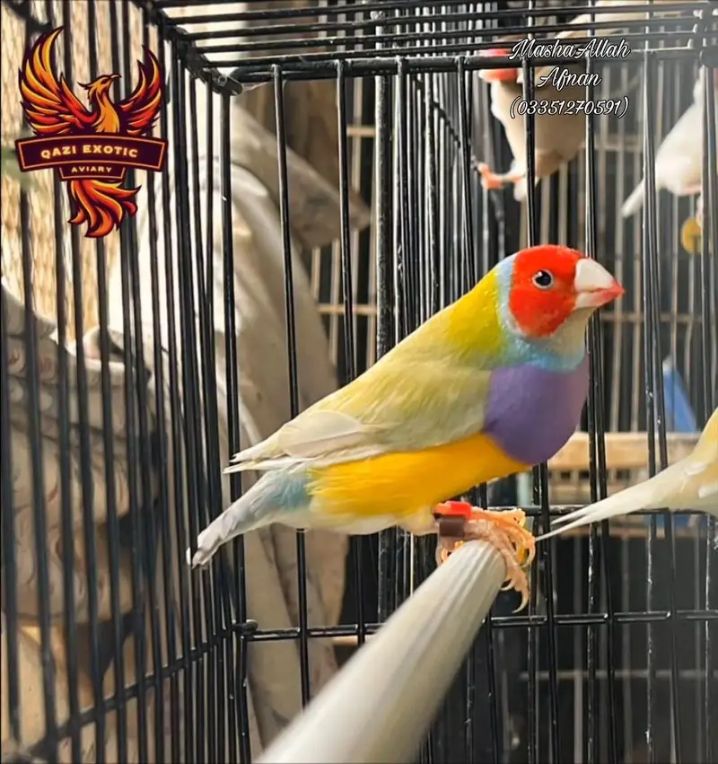 Java (Fawn,Albino,Opal,Pastel Fawn) and Gouldian — photo 2
