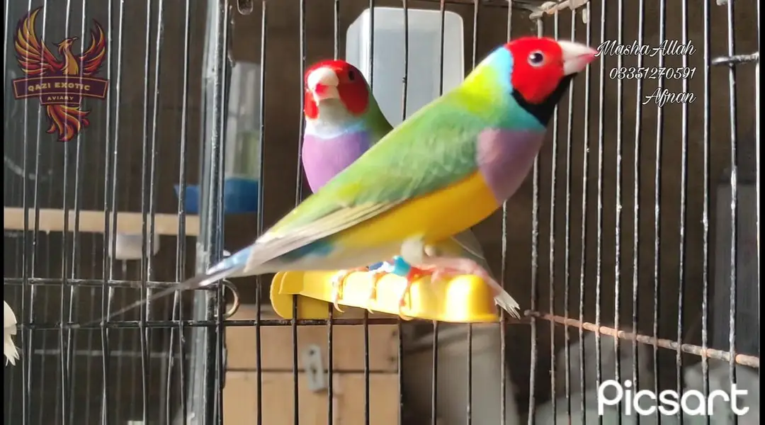 Java (Fawn,Albino,Opal,Pastel Fawn) and Gouldian — photo 7