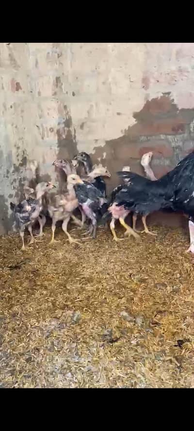 Home breed pokya