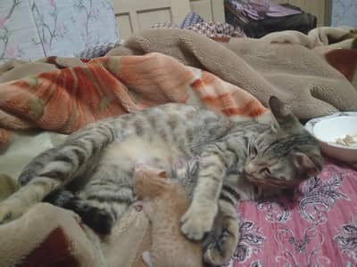 female cat
