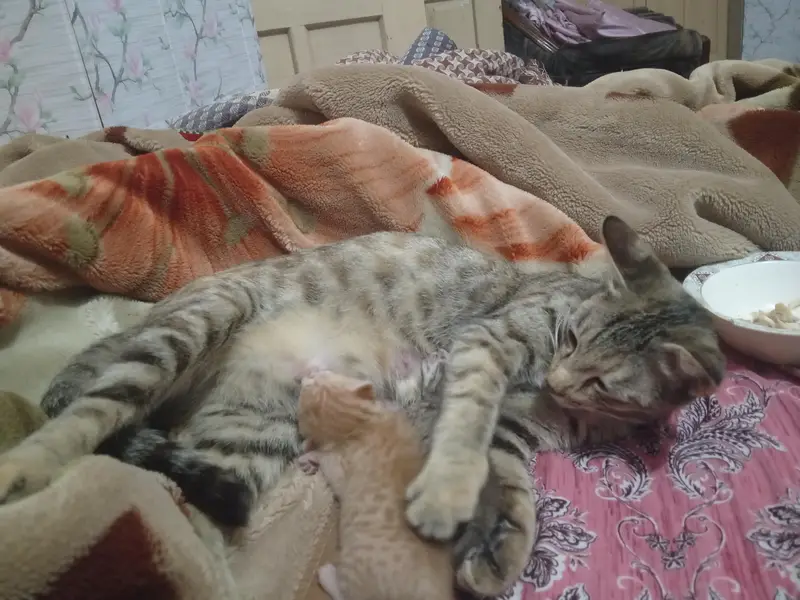 female cat