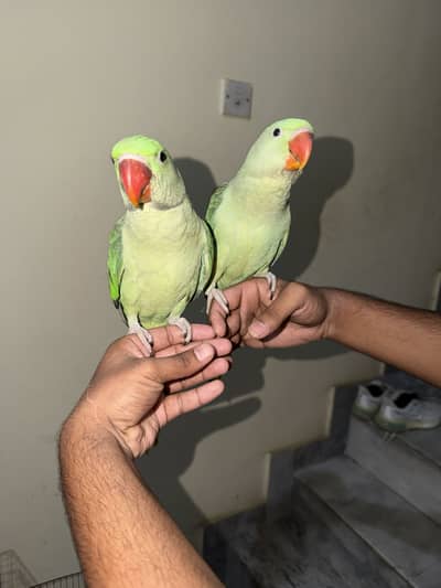 Raw parrots pair