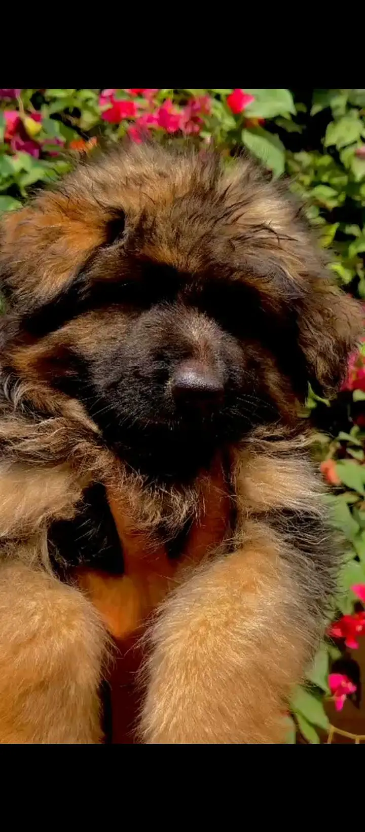 Top Qaulity Long Hair Black German shepherd