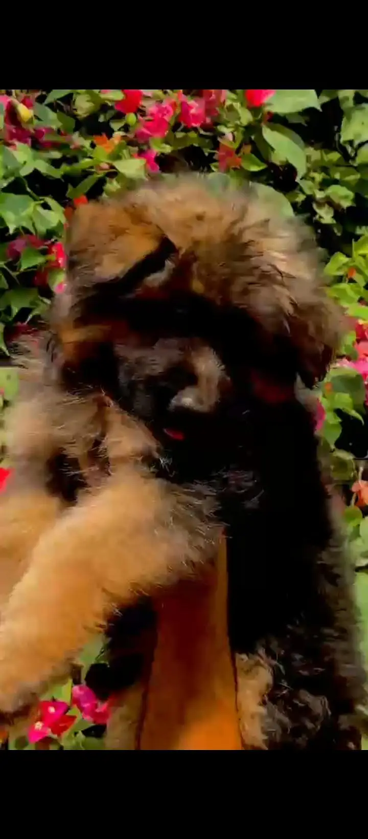 Top Qaulity Long Hair Black German shepherd — photo 2