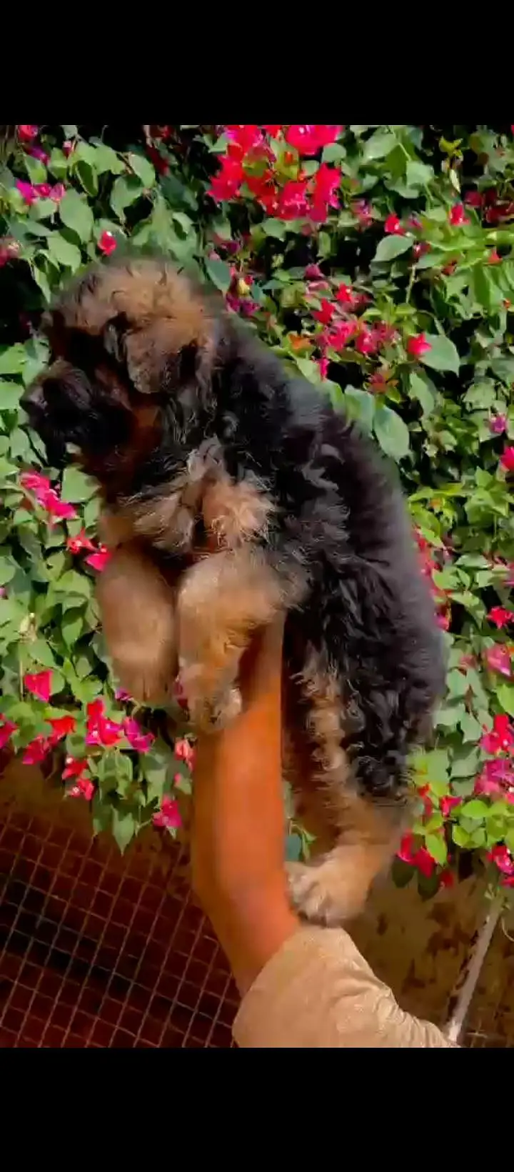 Top Qaulity Long Hair Black German shepherd — photo 3