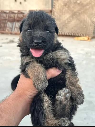 long coat German Shepherd puppies
