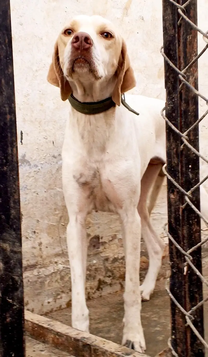 English pointer female — photo 2