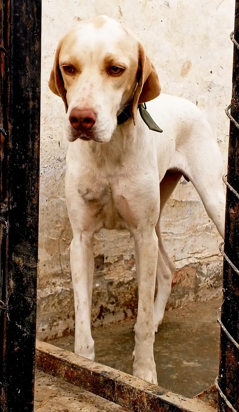 English pointer female — photo 3