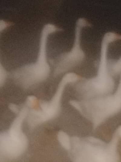 sohan ducks for sale