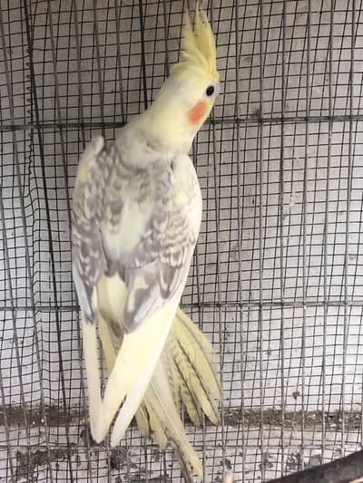 Cocktails female and rainbow budgies