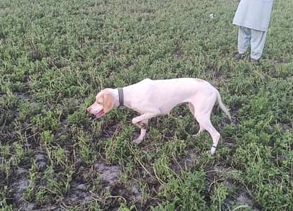 English pointer female