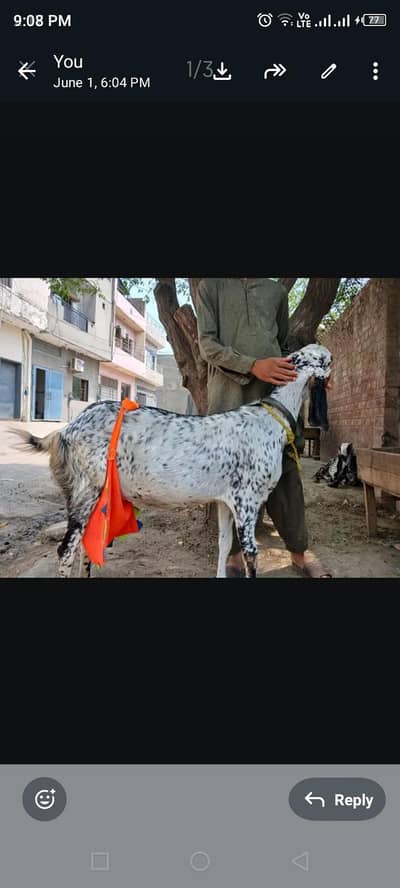 Goat for sale