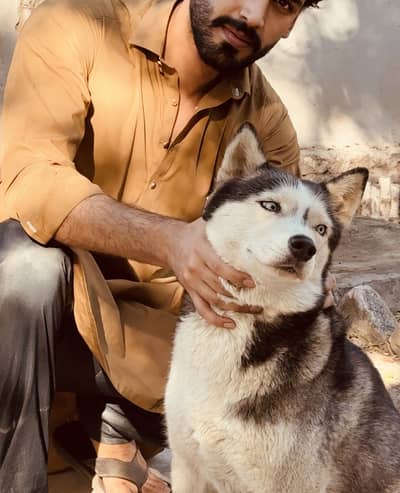 Husky pet