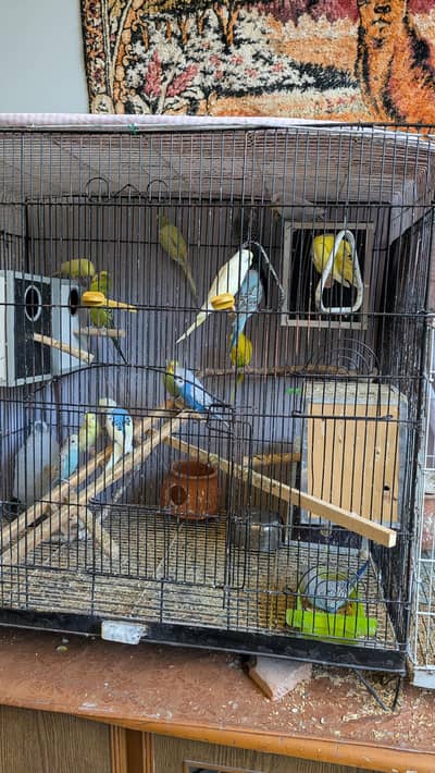 budgies parrots pairs for sale tcb, red eye, underexhi, pale fellow