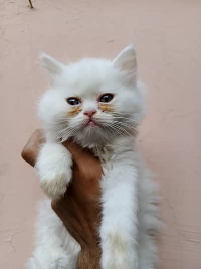 persian kittens punch face