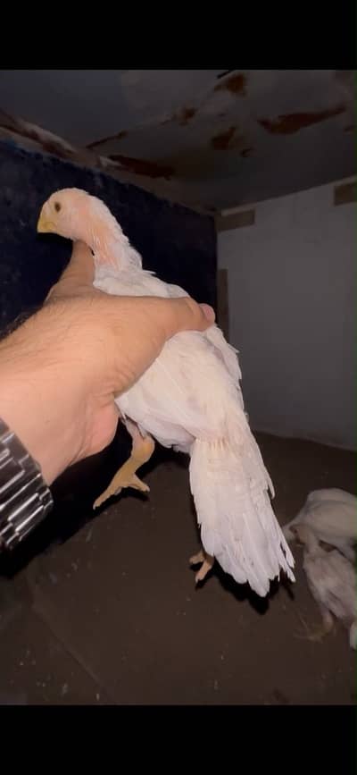 Indian parrot beak pullets