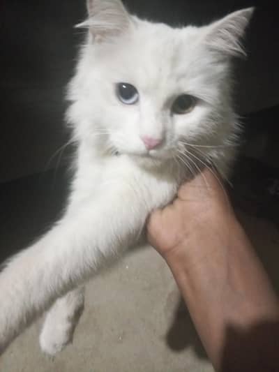 Persian female cat fully tamed and only serious buyer contact