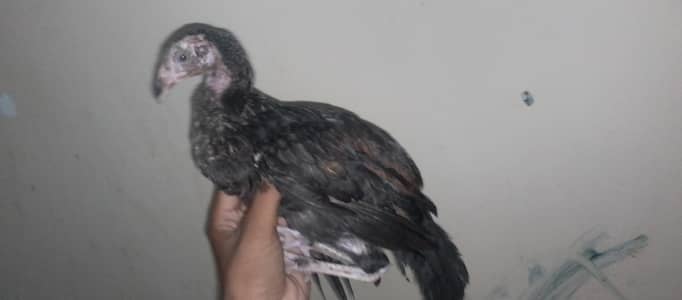Aseel chicks and cross chicks available for sale