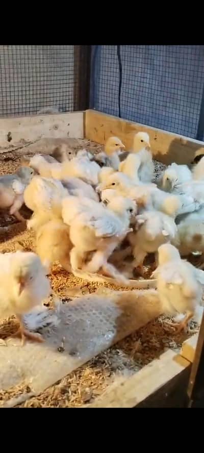 Fancy, golden, white, buff, chicks, Light Colombian Brahma