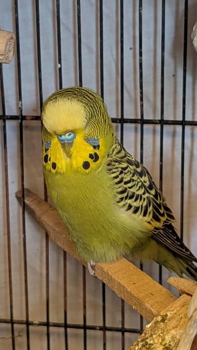 budgies parrots pairs for sale tcb, red eye, underexhi, pale fellow,rb