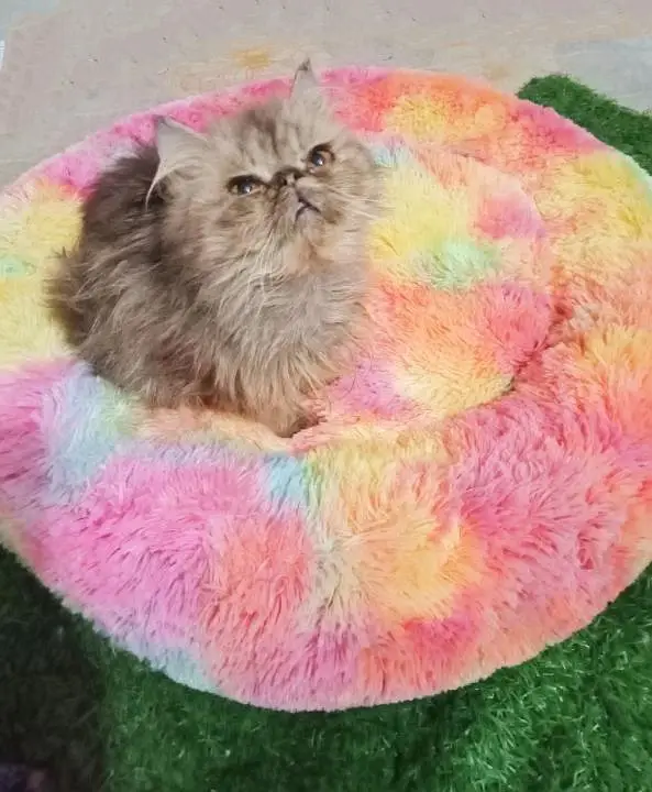 Persian healthy active kittens available for sale