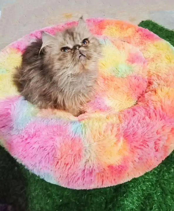 Persian healthy active kittens available for sale — photo 2