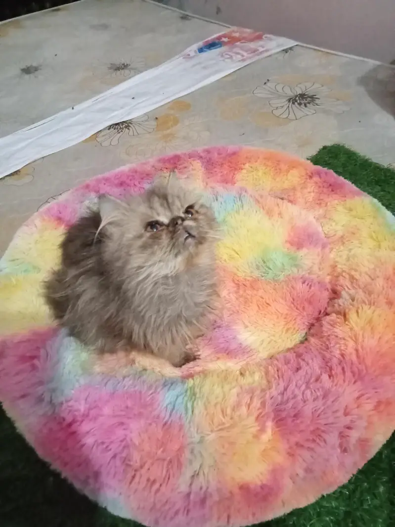 Persian healthy active kittens available for sale — photo 3