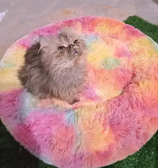 Persian healthy active kittens available for sale — photo 4