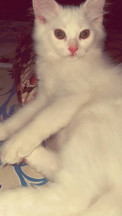 Persian White Demanding Male Kitten for sale