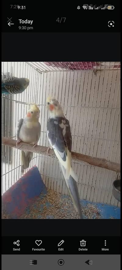 cocktail pair for sale