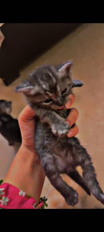 Little Gray Kitty